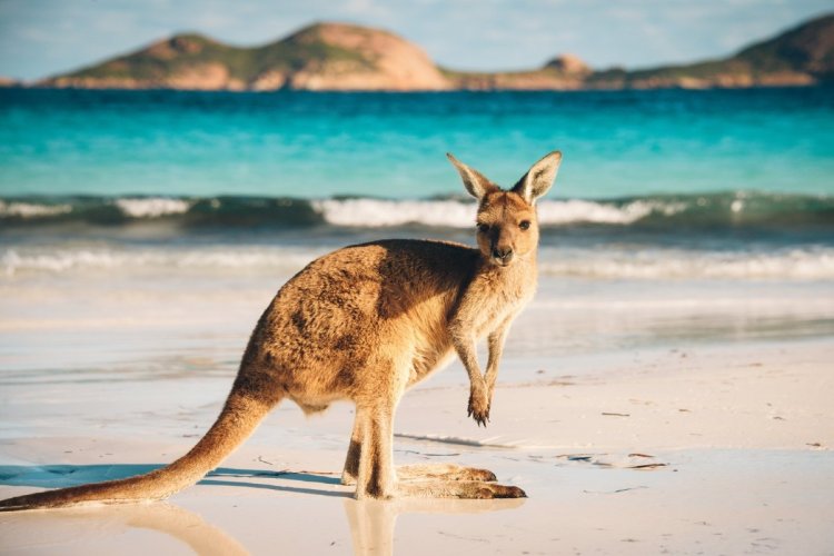 Why you need to go to Australia